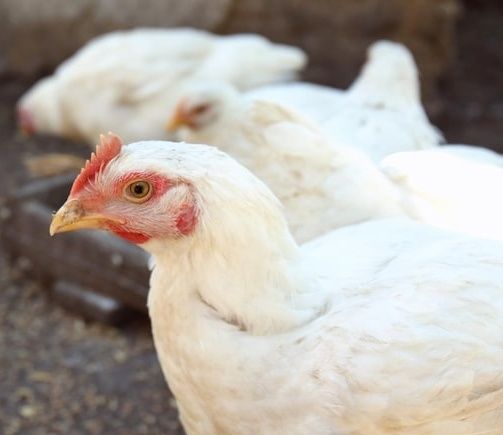 Продам молодого петуха.