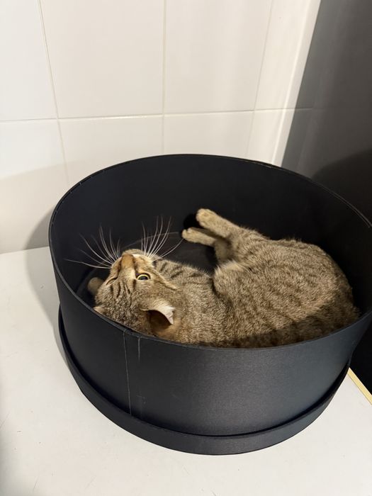 Отдам даром кота