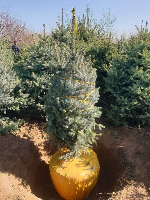 Голубые ели, Picea pungens glauca Glabosa