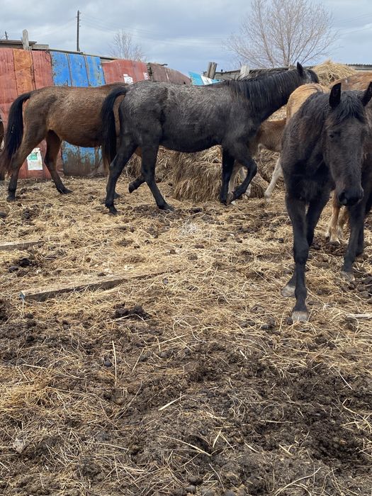 Продам крс или обмена на авто