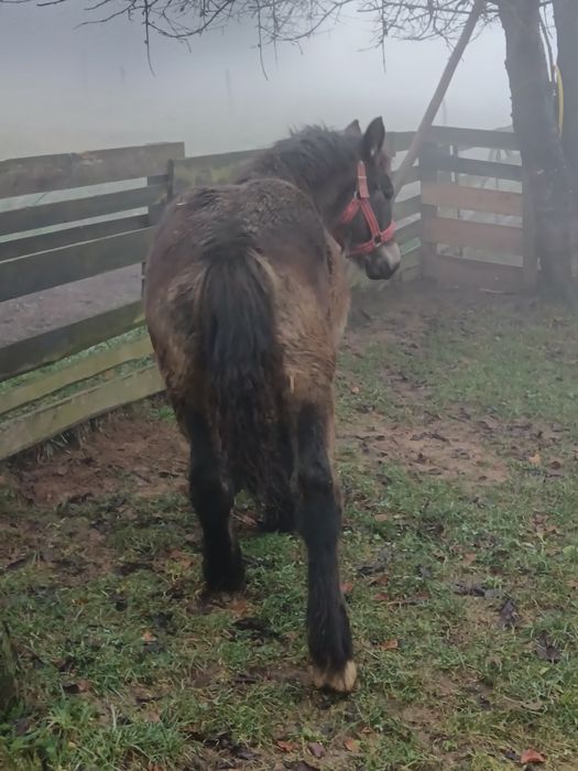 De vânzare minza de 6 luni