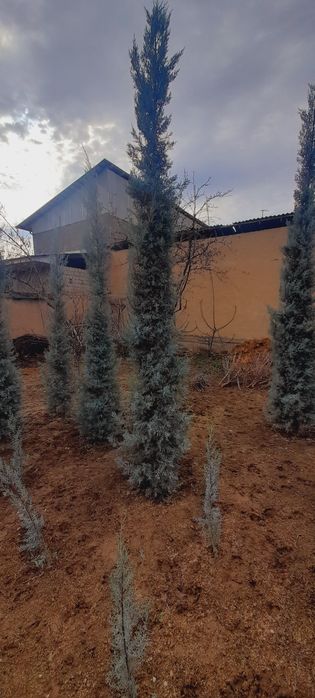 Арча. Кипарис Аризона.