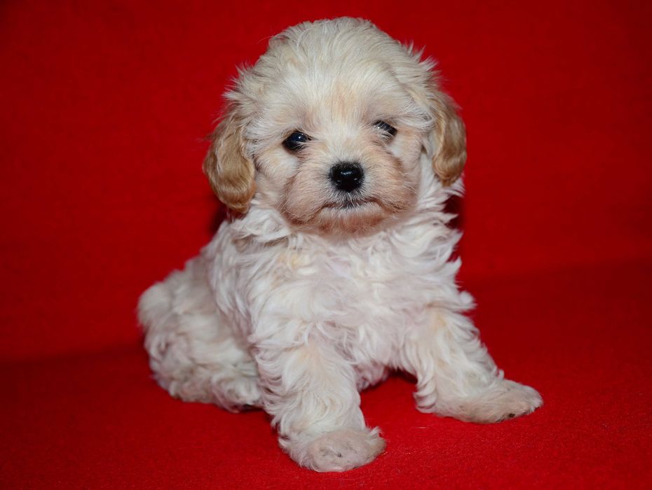 Шикарные щенки Мальтипу F1 (Maltipoo) ! Мини  !