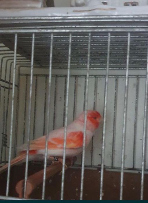 Canari de vanzare
