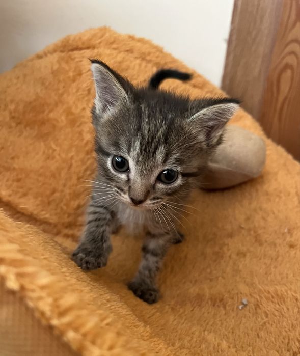 Котенок девочка 1,5 месяца