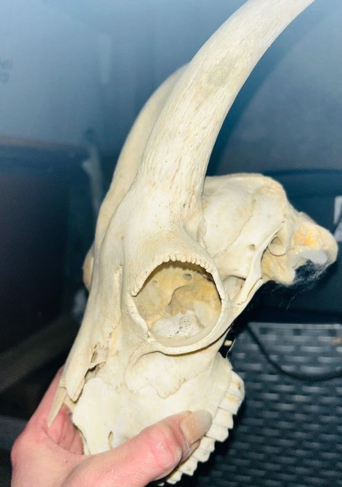 Рога за кукерски маски