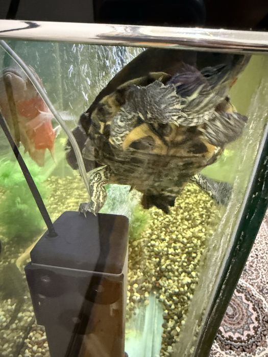 Akvarium uchun toshbaqa