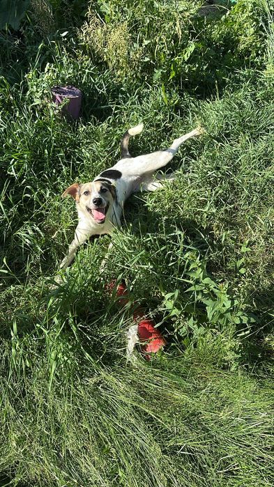 Очень добрые собачки