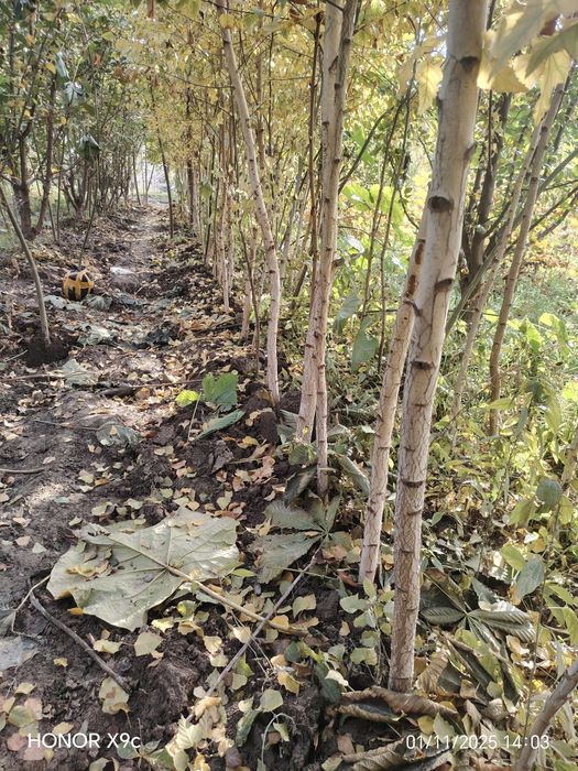 Берёза дарахтлари сотилади.