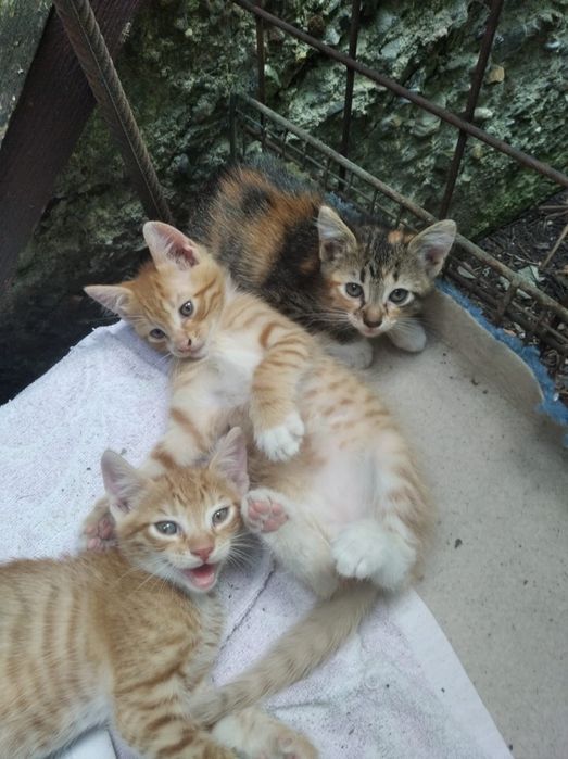 Pisiscuțe isi cauta o familie