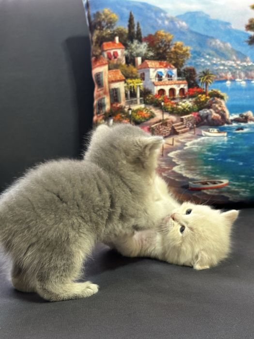 Срочно продаются экслюзивные британские котята!