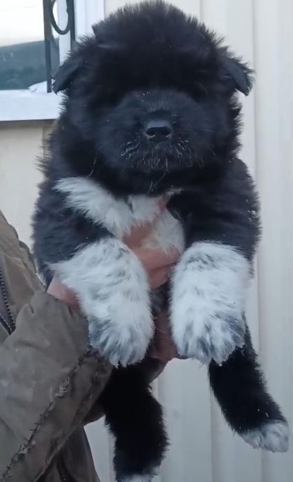 Щенки американская акита