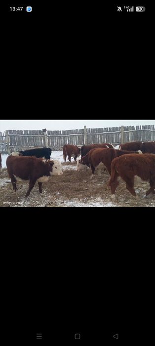 Акбас ургашы 30бас