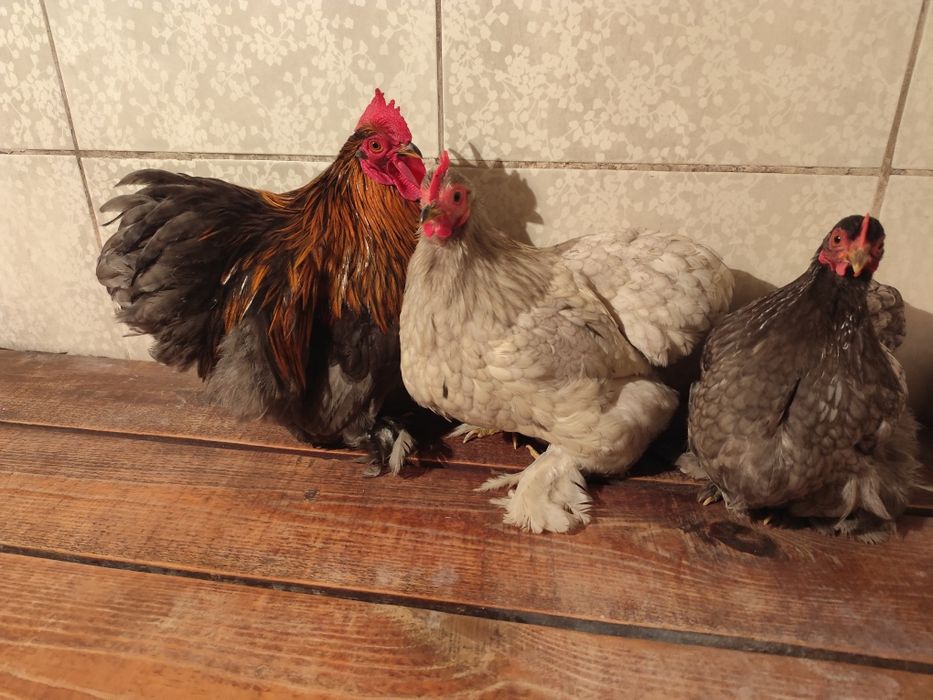 Карликовые кохинхины пепельные