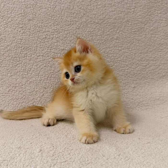 Британский золотая шиншилла