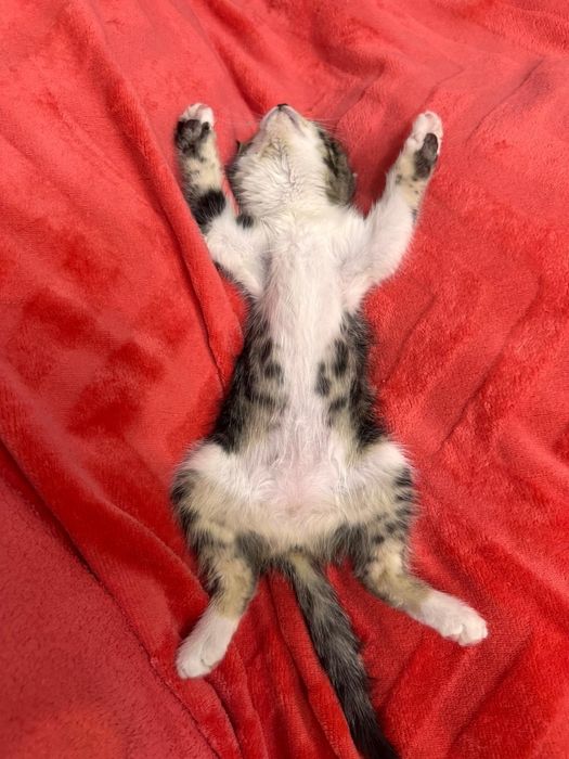 Отдам кошечку в хорошие руки.
