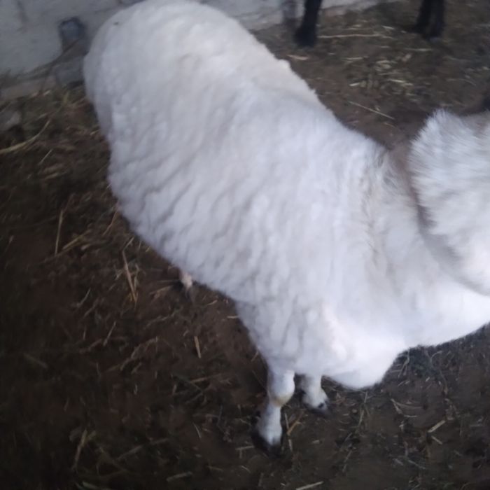 Boqilgan Qo'chqor sotilade yeb ichishe yaxshe   keleshtereb beraman fk