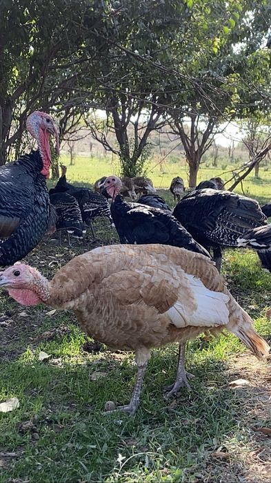 40шт үндік сатылады қоразы