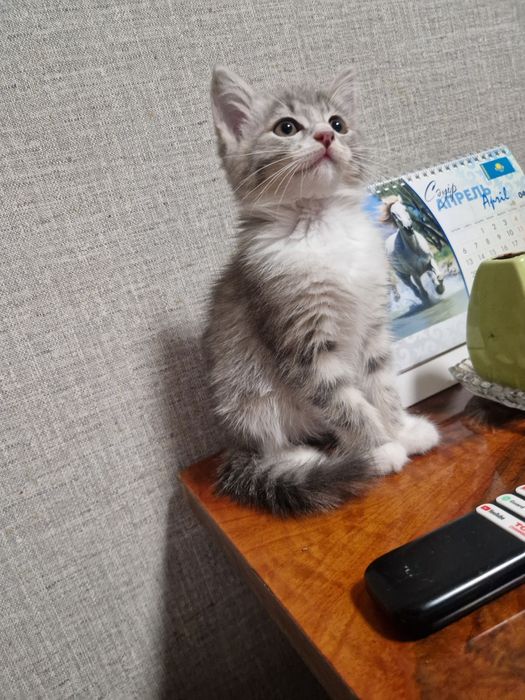 Котенок девочка 2 мес