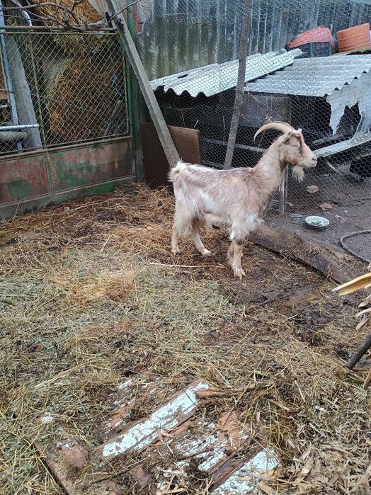 Vând capra gestantă