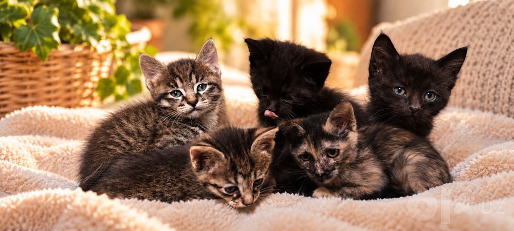 Котята в добрые руки