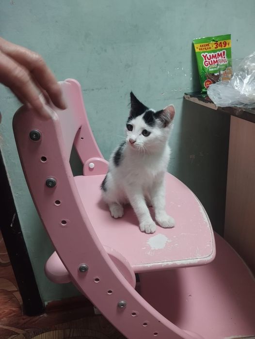 Отдам котят в хорошие руки