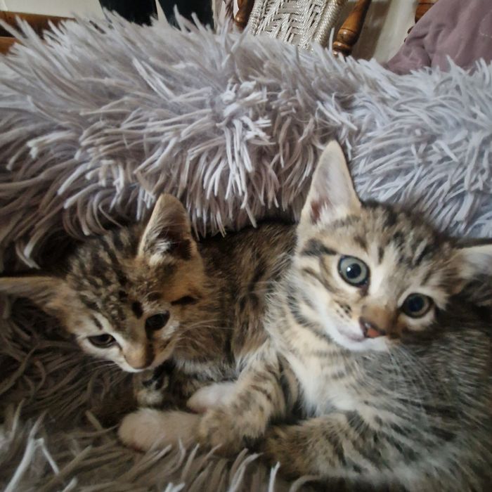 Котёнка в хорошие руки