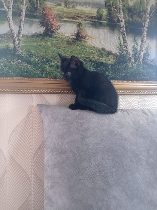 Отдам кошечку девочку 2 месяца