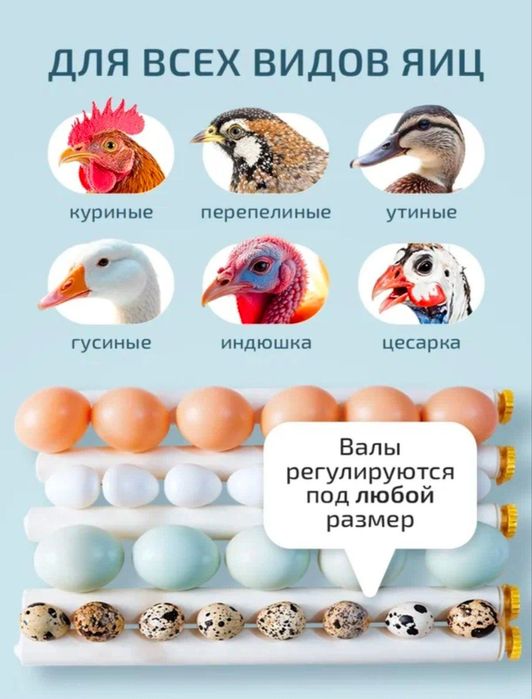 Inkubatorlar muddatli toʻlovga sotiladi 6 oyga
16..30..36..64..120.. t