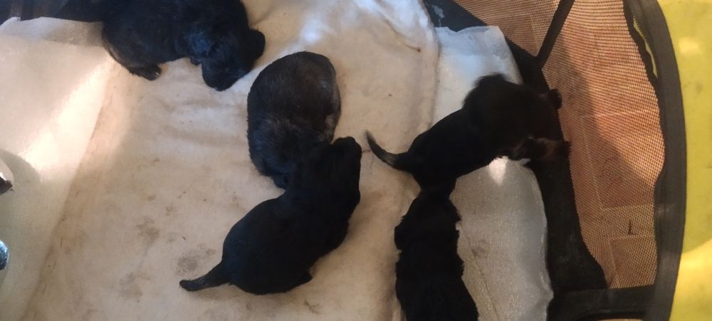 Продою щенят полу такса полу спаниел