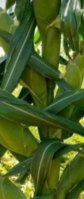 Жүгері силс.         10гектар