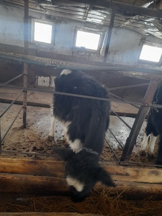 Продаются тёлочки 5 месяцев