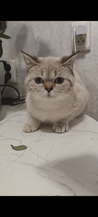 Девочка Скоттиш Страйт блю поинт