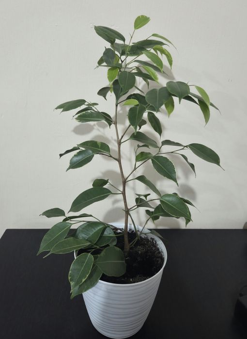 Продам комнатные растения.