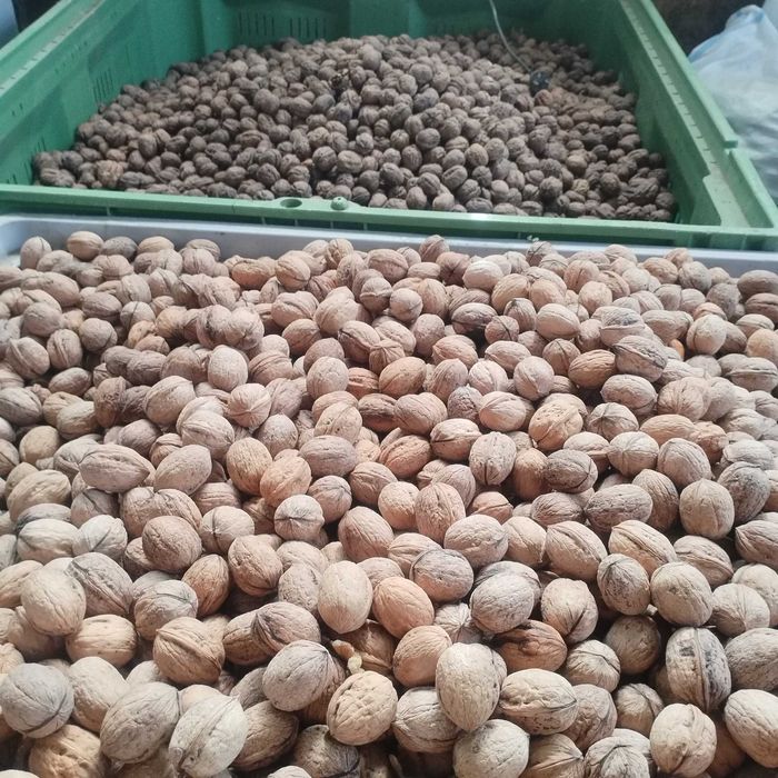 Nuca în coaja. Vând