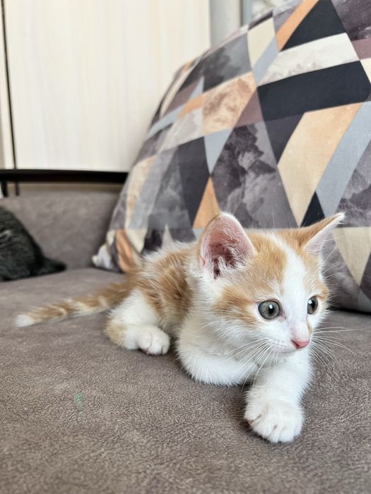 отдам даром котёнка
