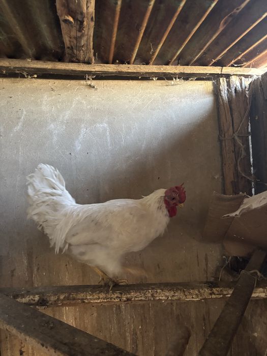 Қараз сатылады либо обмен тауыққа