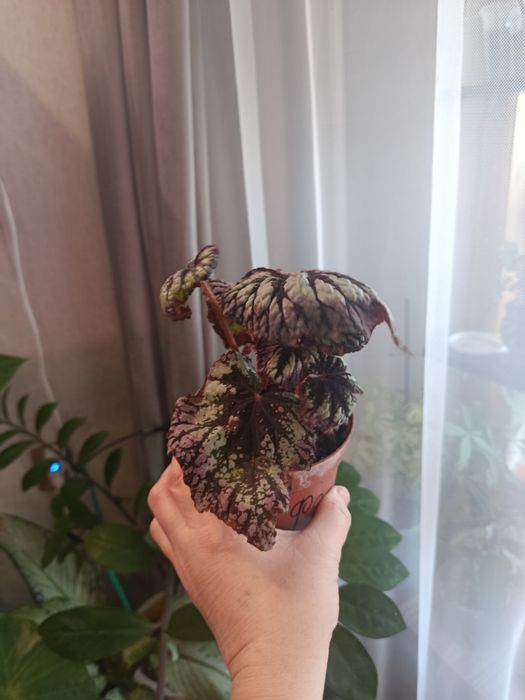 Продам комнатные цветы