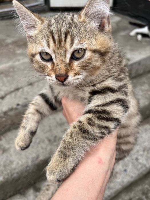 Отдам очаровательных котят