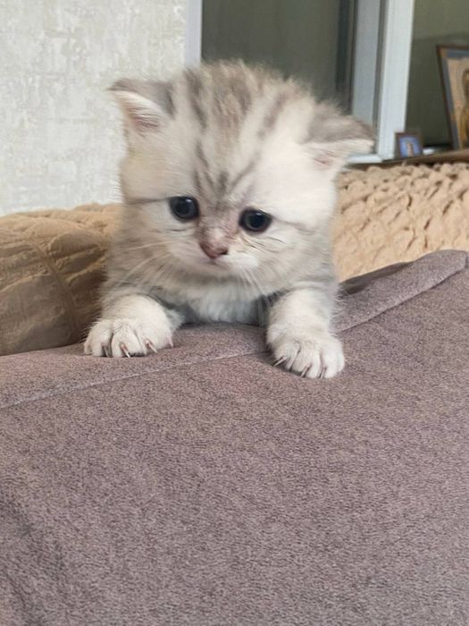 Продам Котята шотландские вислоухие