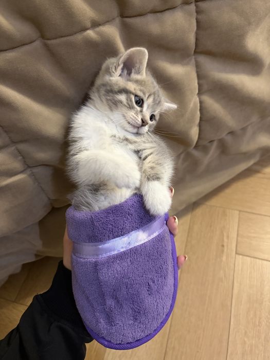 Котенок шотландка 1,5 месяца