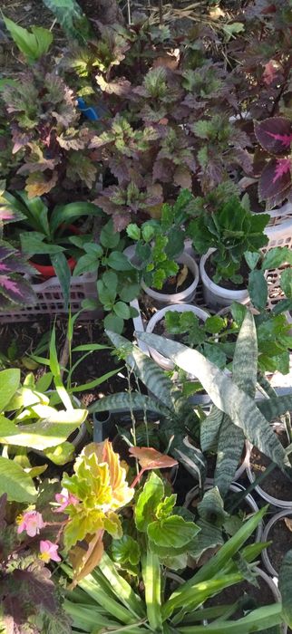 Продам комнатные цветы