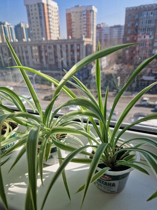 Продам хлорофитум.