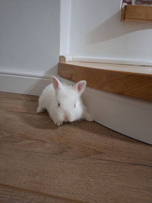 Iepurasi albi cap de leu