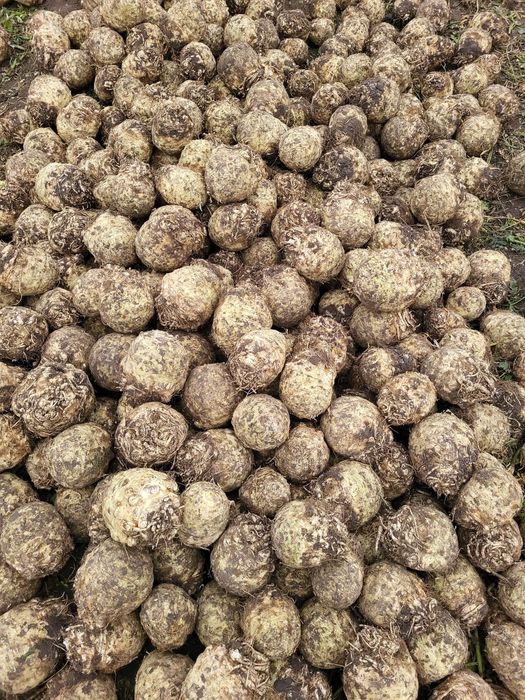 Țelina 2,5lei/kilogram