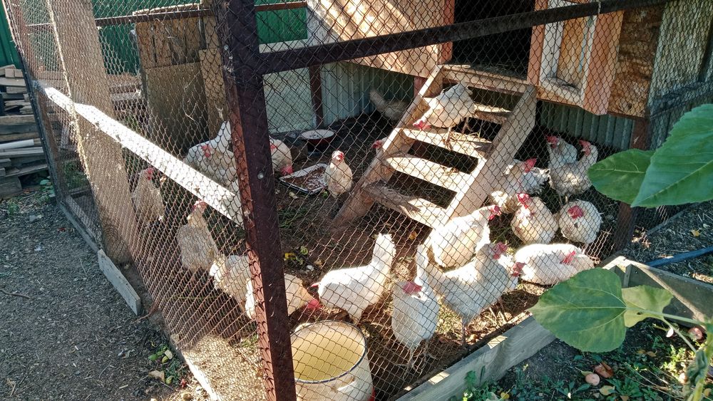 Куры несушки продам