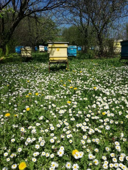 Пчелни майки и отводки 2026