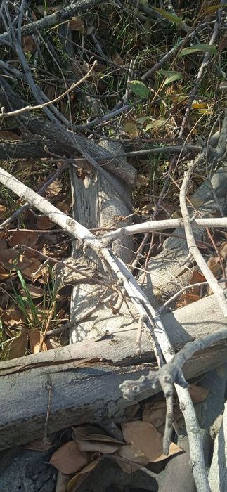 Продаю дрова и ветки от фруктовых деревьев