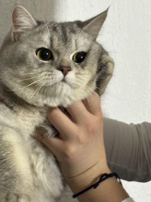 Britanskiy arzonga toza zotli mushu