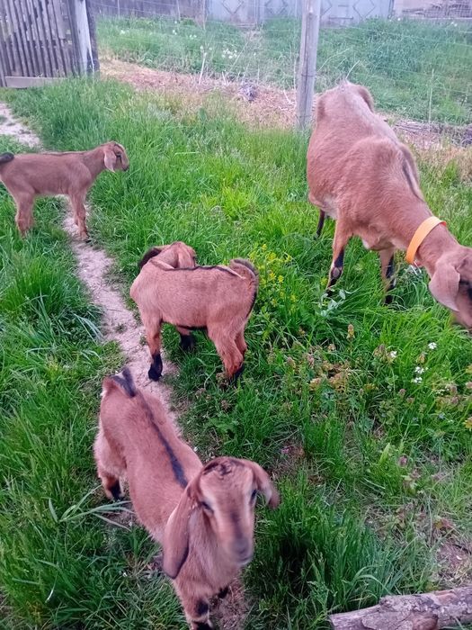 Vând iezi metis anglo nubian de prasilă